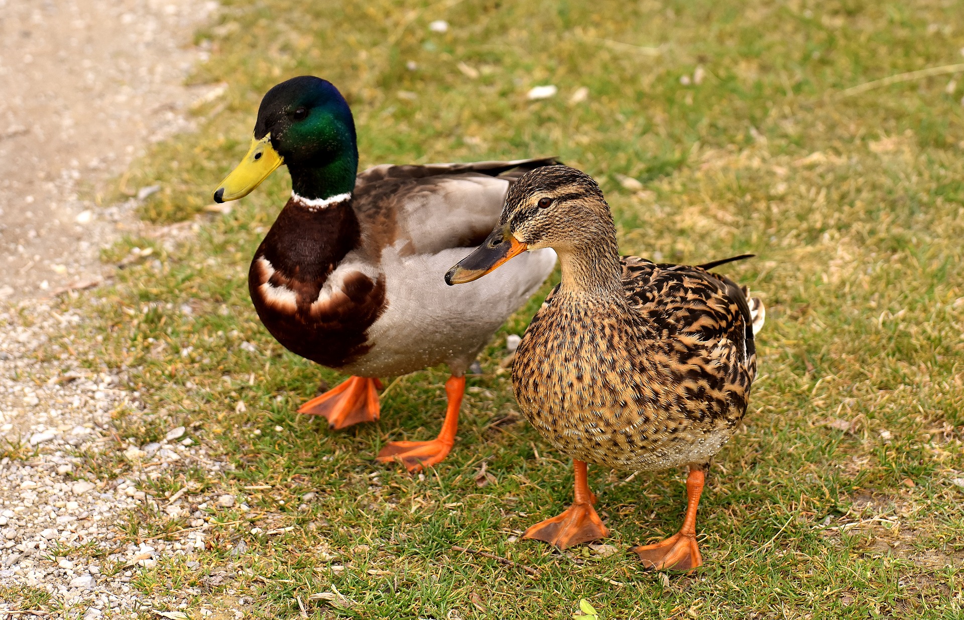Animaux ferme canards