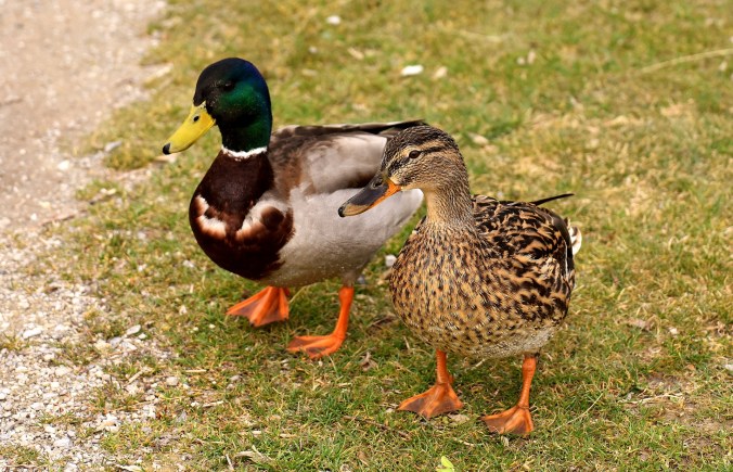 Animaux ferme canards