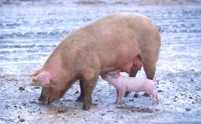 Animaux ferme cochon