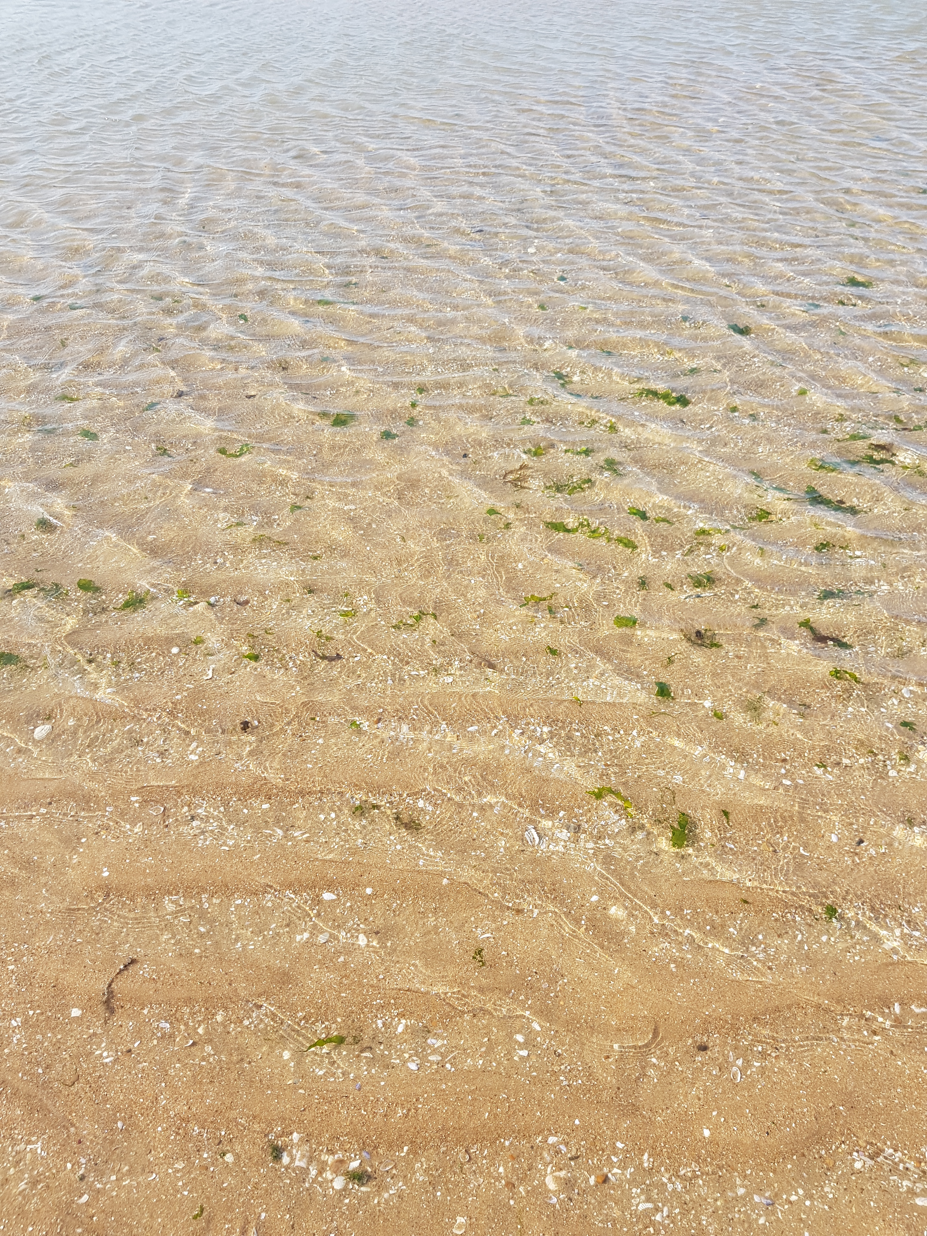 Mémoire master MEEF